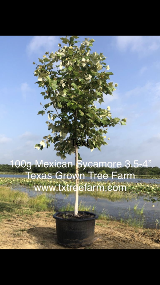 platanus-mexicana-mexican-sycamore