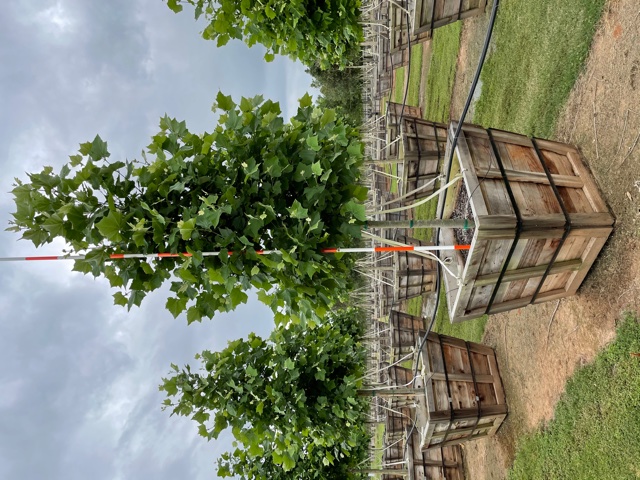 platanus-mexicana-mexican-sycamore