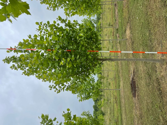 platanus-mexicana-mexican-sycamore