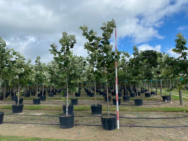 platanus-mexicana-mexican-sycamore