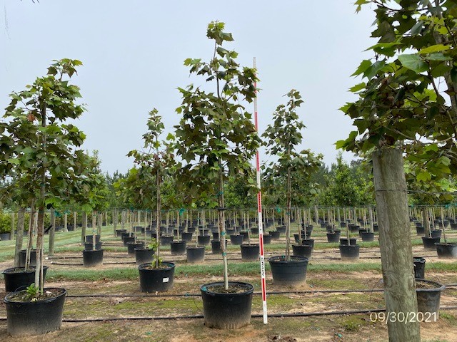 platanus-mexicana-mexican-sycamore