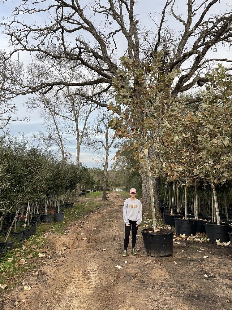 platanus-mexicana-mexican-sycamore