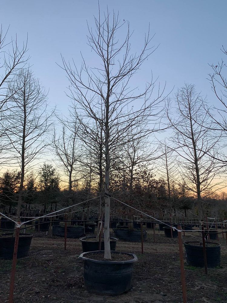 platanus-mexicana-mexican-sycamore