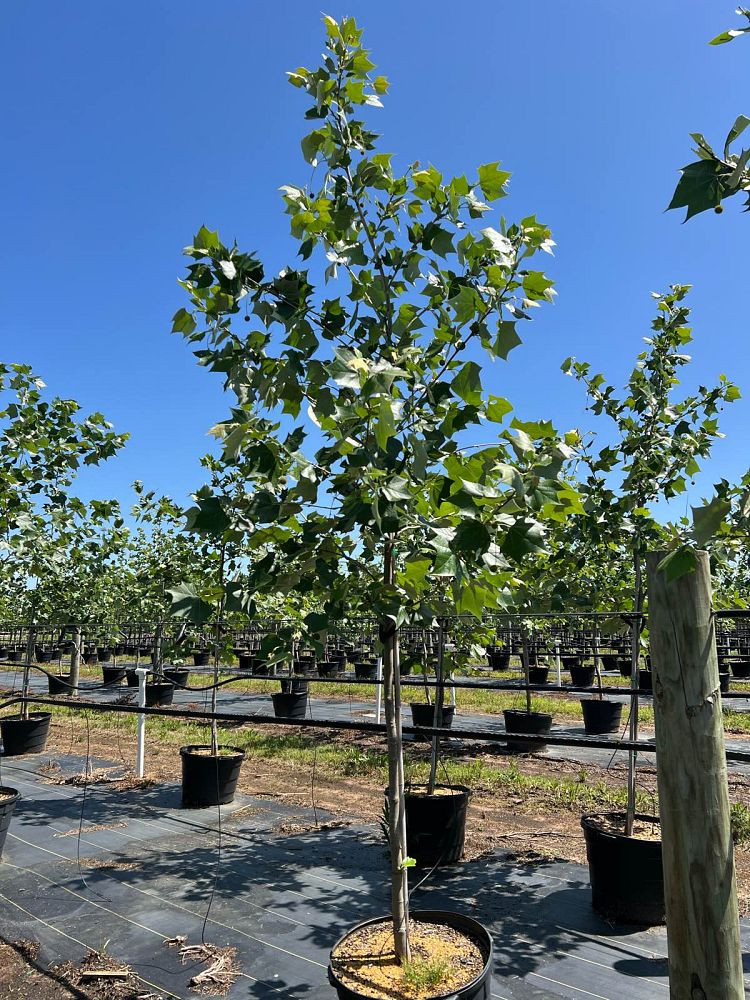 platanus-mexicana-mexican-sycamore