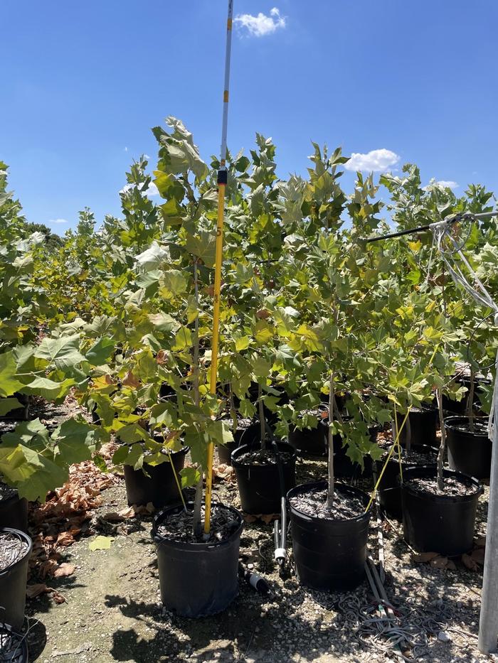 platanus-mexicana-mexican-sycamore