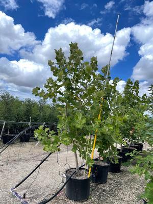 platanus-mexicana-mexican-sycamore