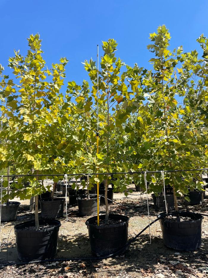 platanus-mexicana-mexican-sycamore