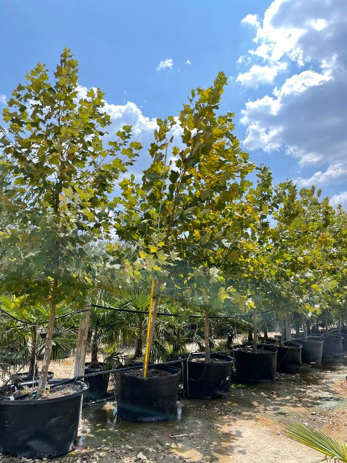 platanus-mexicana-mexican-sycamore