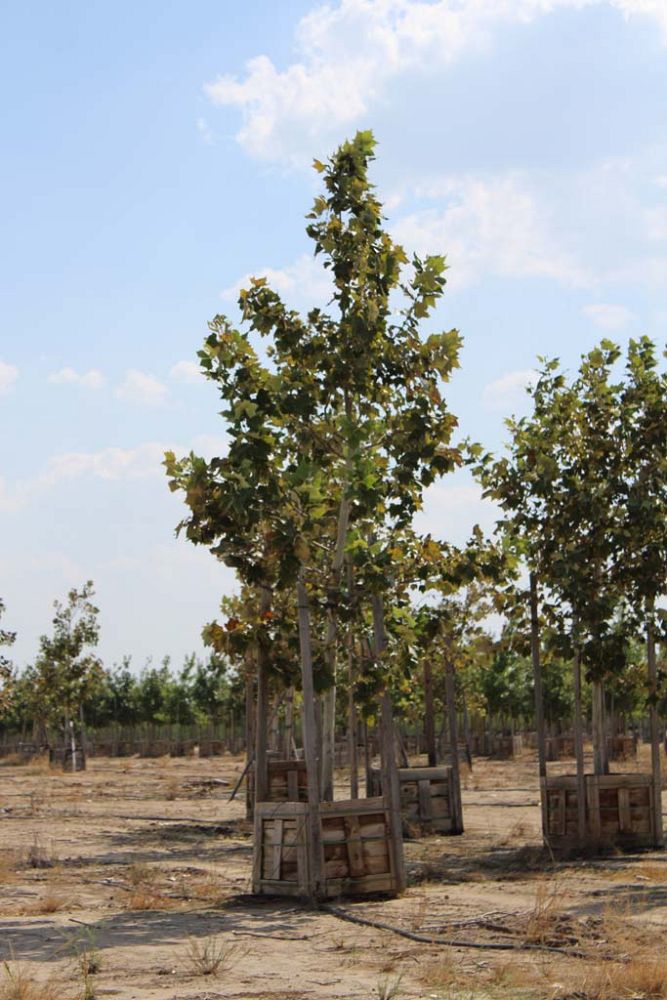 platanus-mexicana-mexican-sycamore
