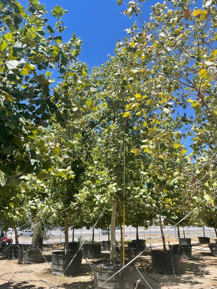 platanus-mexicana-mexican-sycamore