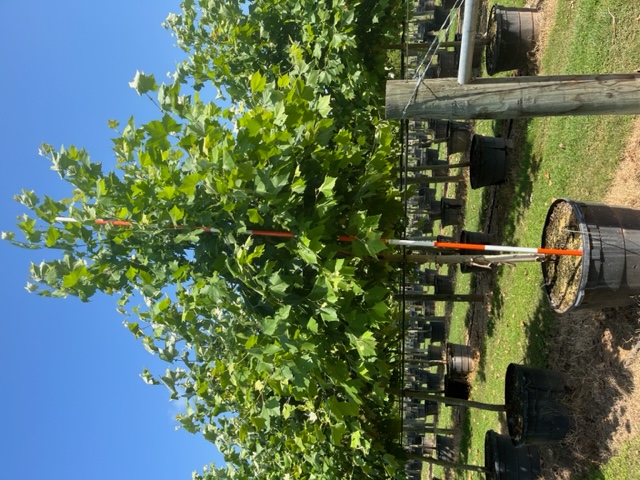 platanus-mexicana-mexican-sycamore