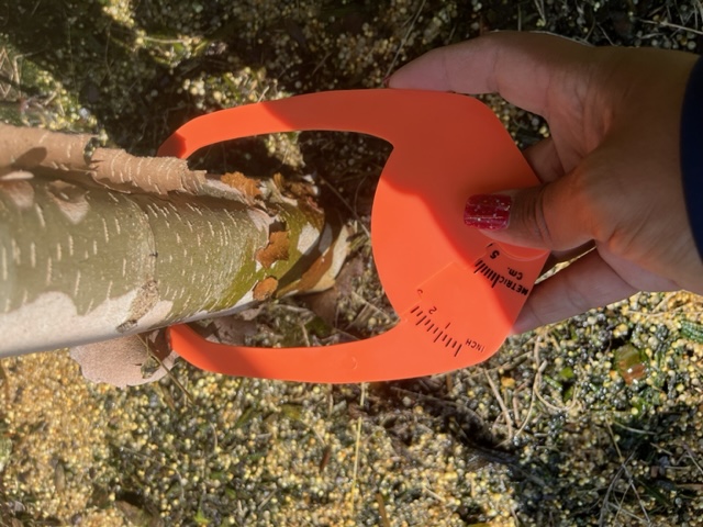 platanus-mexicana-mexican-sycamore
