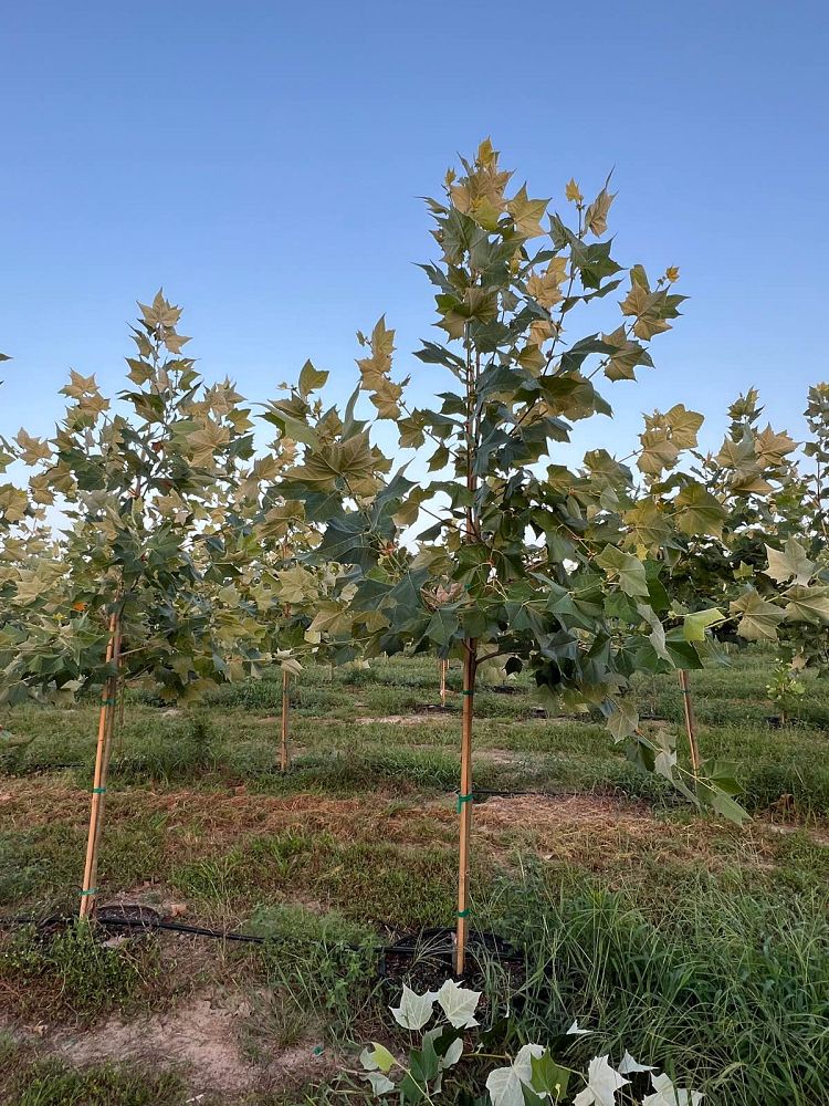 platanus-mexicana-mexican-sycamore