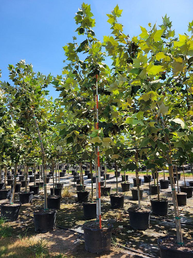 platanus-mexicana-mexican-sycamore