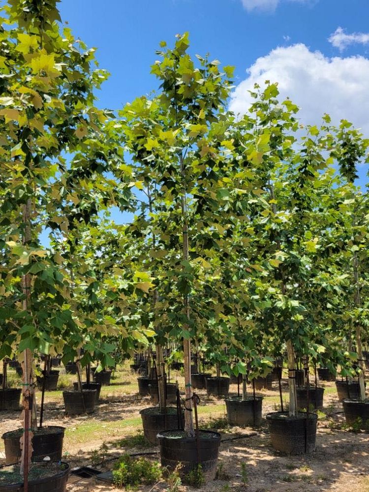 platanus-mexicana-mexican-sycamore
