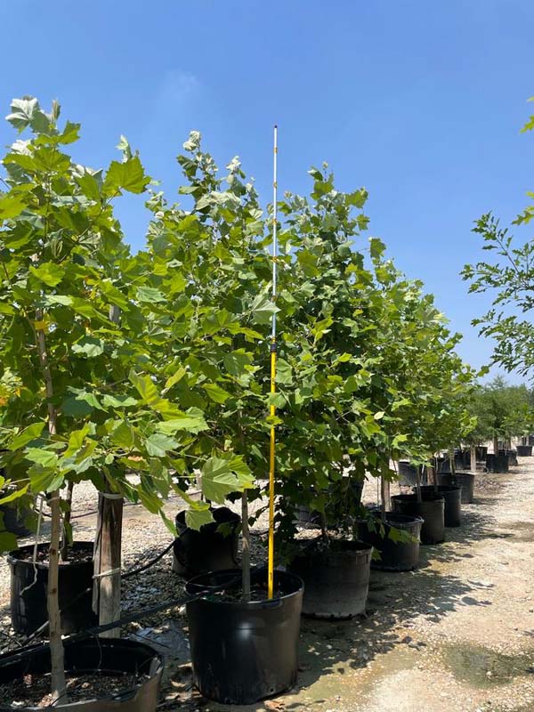 platanus-mexicana-mexican-sycamore