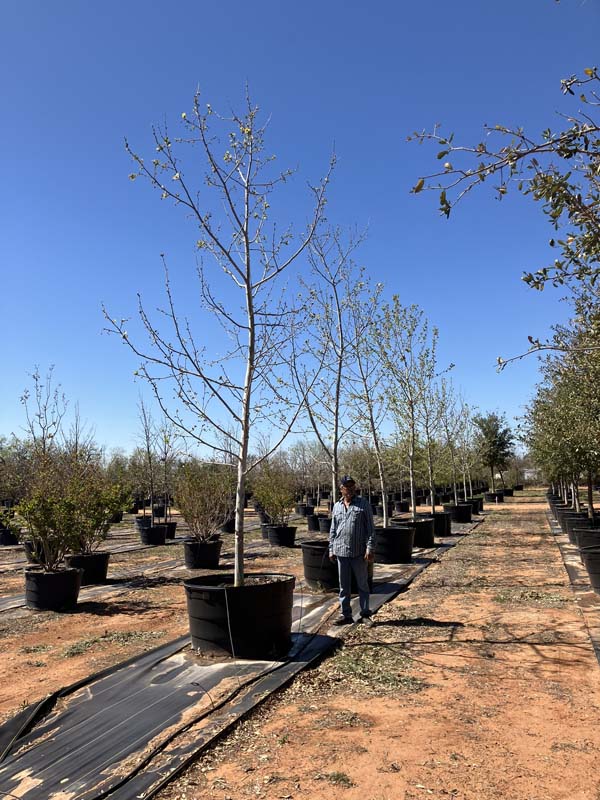 platanus-mexicana-mexican-sycamore