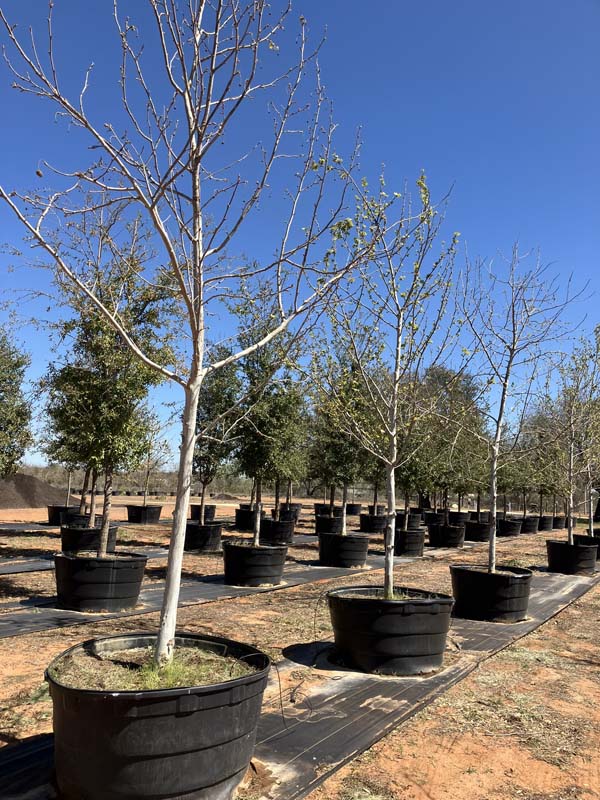 platanus-mexicana-mexican-sycamore