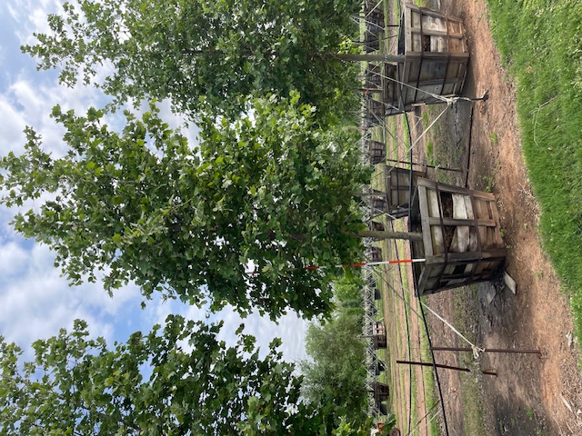 platanus-mexicana-mexican-sycamore