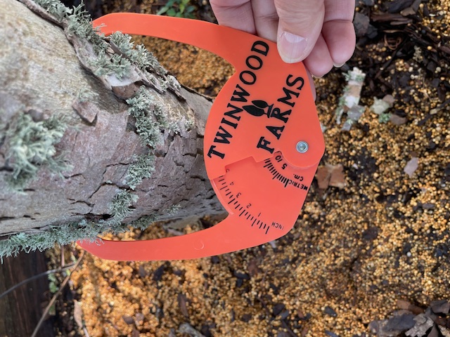 platanus-mexicana-mexican-sycamore