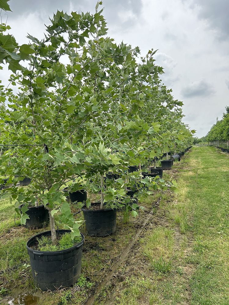 platanus-mexicana-mexican-sycamore