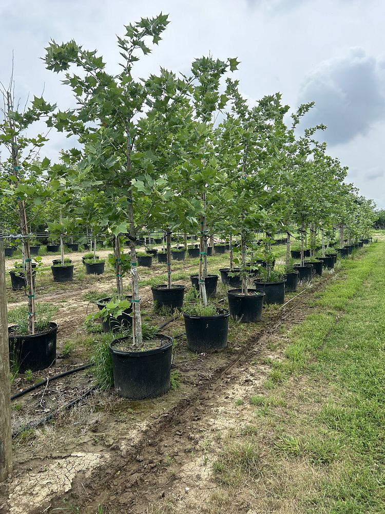 platanus-mexicana-mexican-sycamore