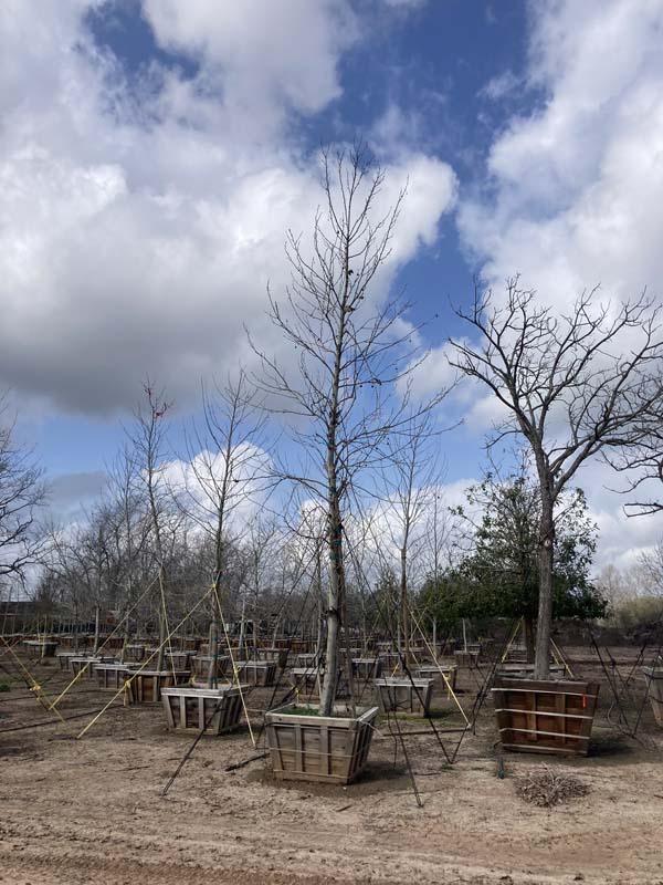 platanus-mexicana-mexican-sycamore