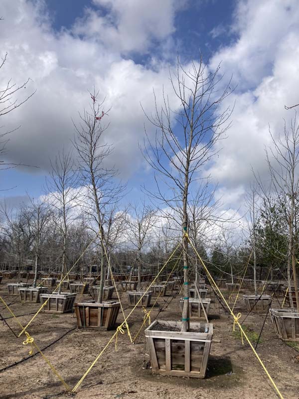 platanus-mexicana-mexican-sycamore