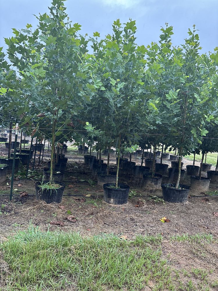 platanus-mexicana-mexican-sycamore