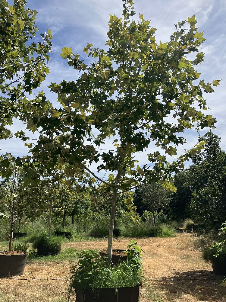platanus-mexicana-mexican-sycamore