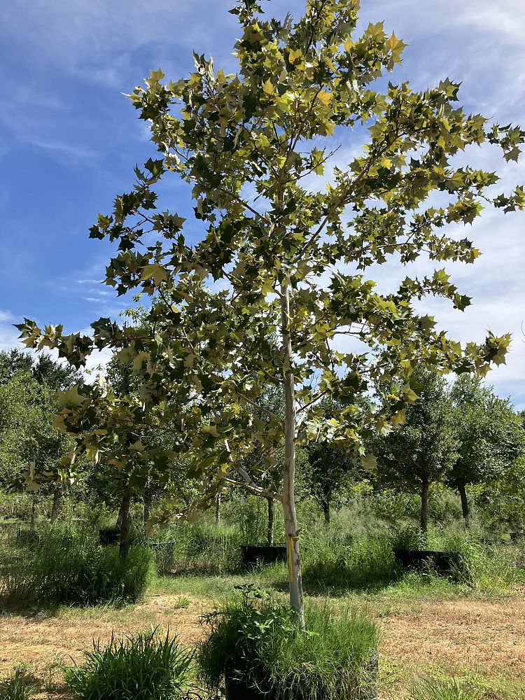 platanus-mexicana-mexican-sycamore