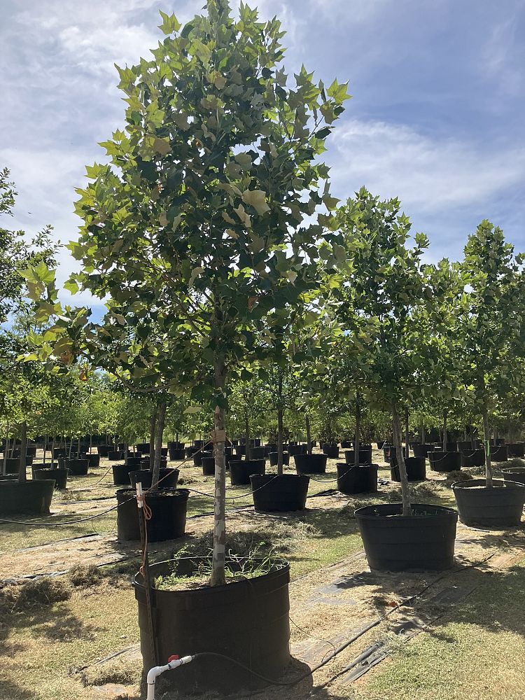 platanus-mexicana-mexican-sycamore