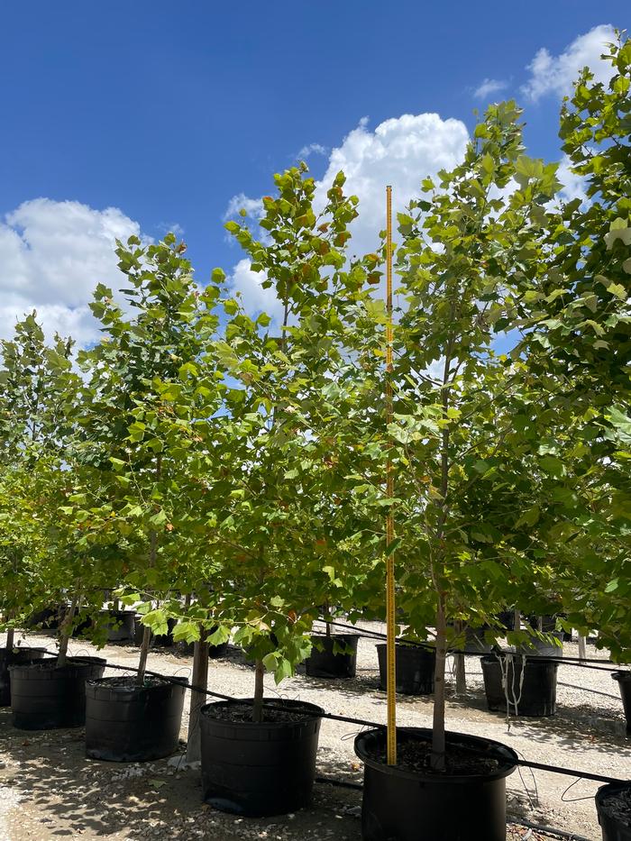 platanus-mexicana-mexican-sycamore