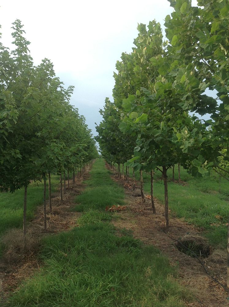 platanus-occidentalis-american-sycamore-texas-sycamore-plane-tree