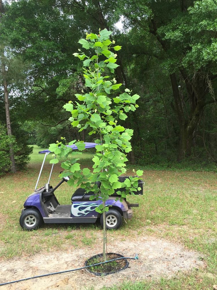 platanus-occidentalis-american-sycamore-texas-sycamore-plane-tree