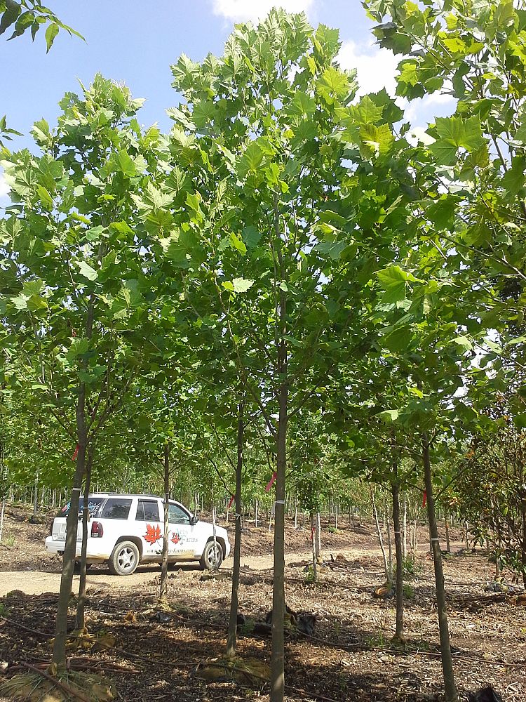 platanus-occidentalis-american-sycamore-texas-sycamore-plane-tree