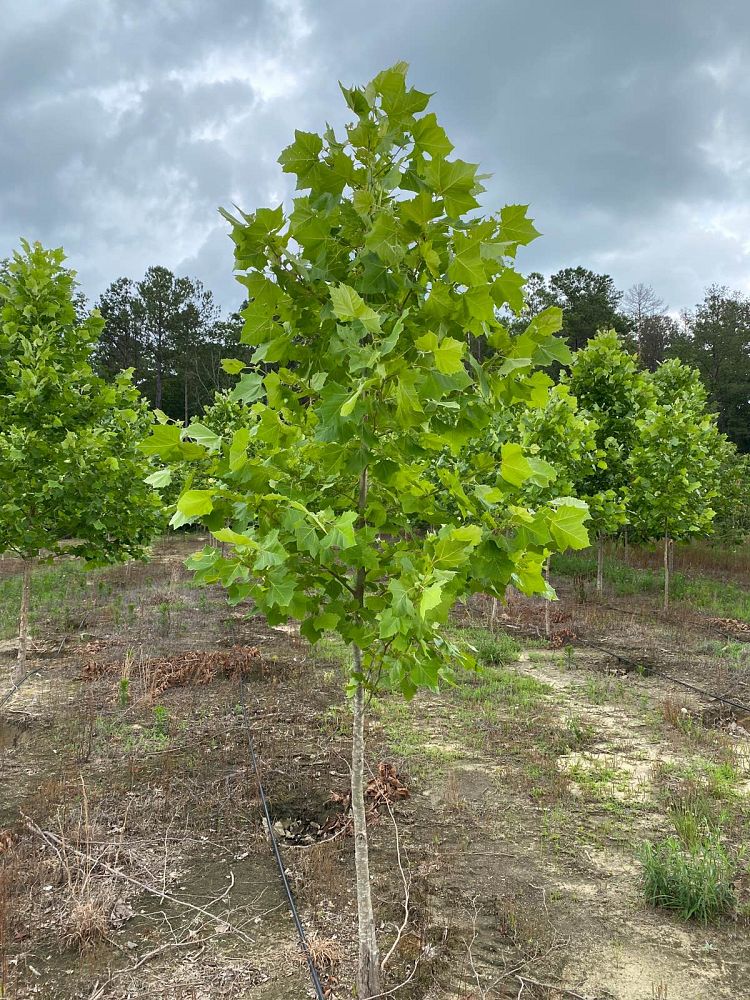 platanus-occidentalis-american-sycamore-texas-sycamore-plane-tree