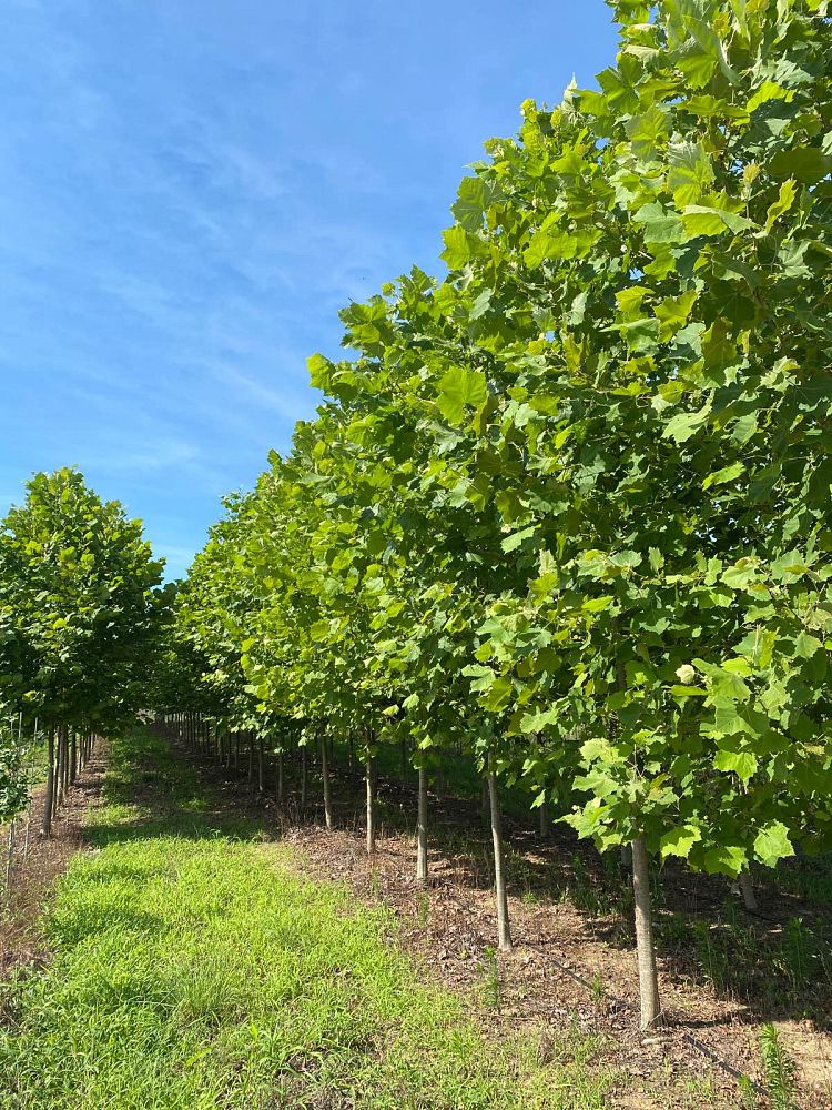 platanus-occidentalis-american-sycamore-texas-sycamore-plane-tree