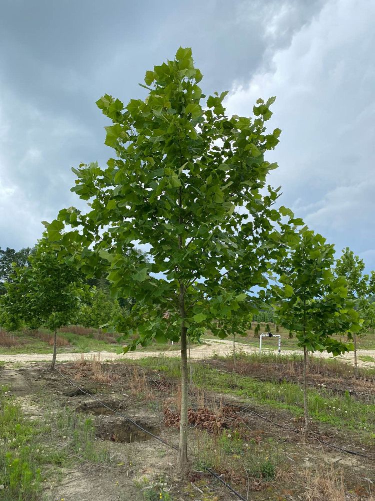 platanus-occidentalis-american-sycamore-texas-sycamore-plane-tree