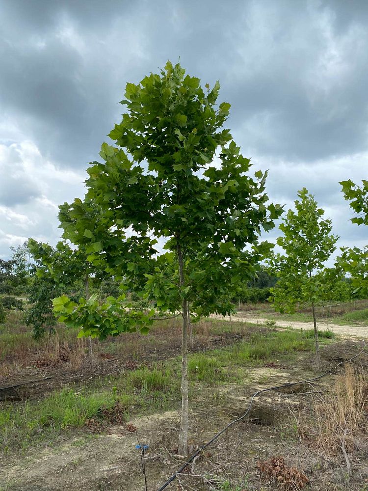 platanus-occidentalis-american-sycamore-texas-sycamore-plane-tree
