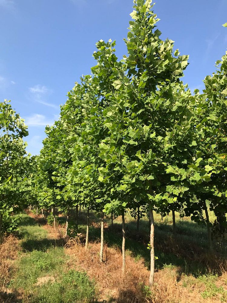 platanus-occidentalis-american-sycamore-texas-sycamore-plane-tree