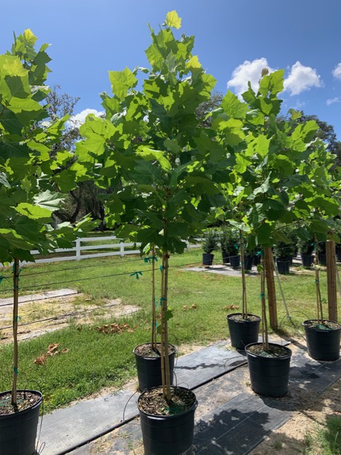 platanus-occidentalis-american-sycamore-texas-sycamore-plane-tree