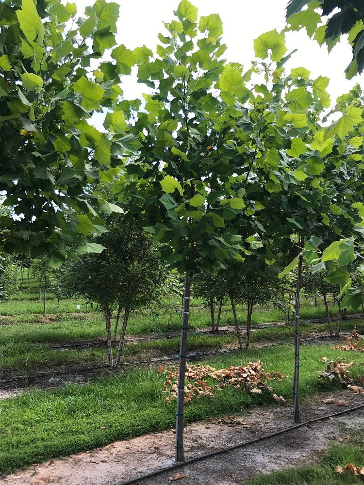 platanus-occidentalis-american-sycamore-texas-sycamore-plane-tree
