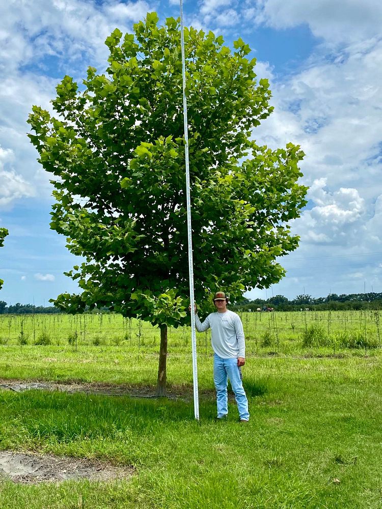 platanus-occidentalis-american-sycamore-texas-sycamore-plane-tree