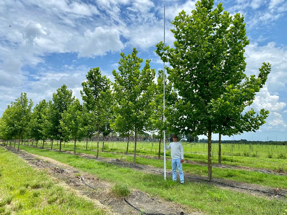platanus-occidentalis-american-sycamore-texas-sycamore-plane-tree