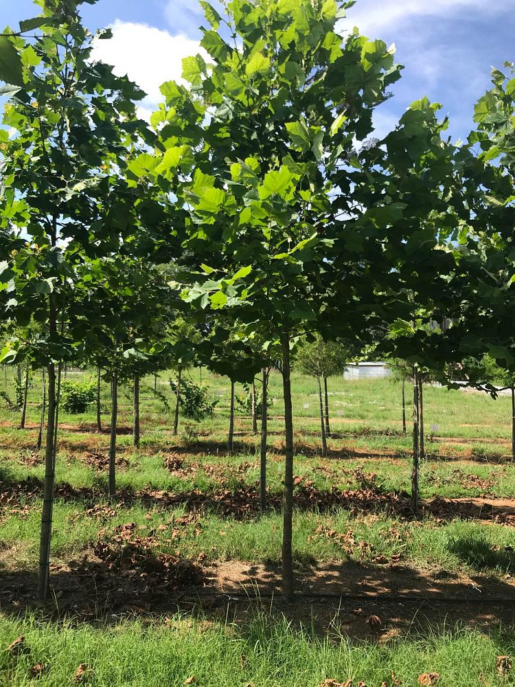 platanus-occidentalis-american-sycamore-texas-sycamore-plane-tree