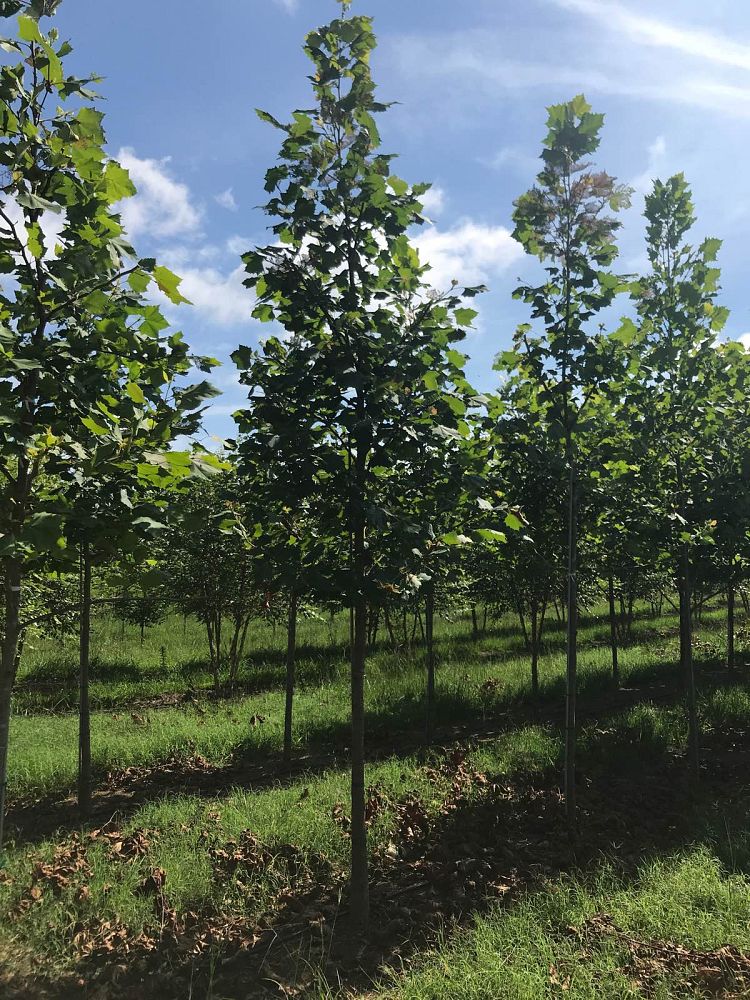platanus-occidentalis-american-sycamore-texas-sycamore-plane-tree
