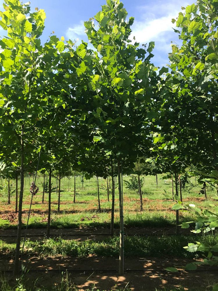 platanus-occidentalis-american-sycamore-texas-sycamore-plane-tree