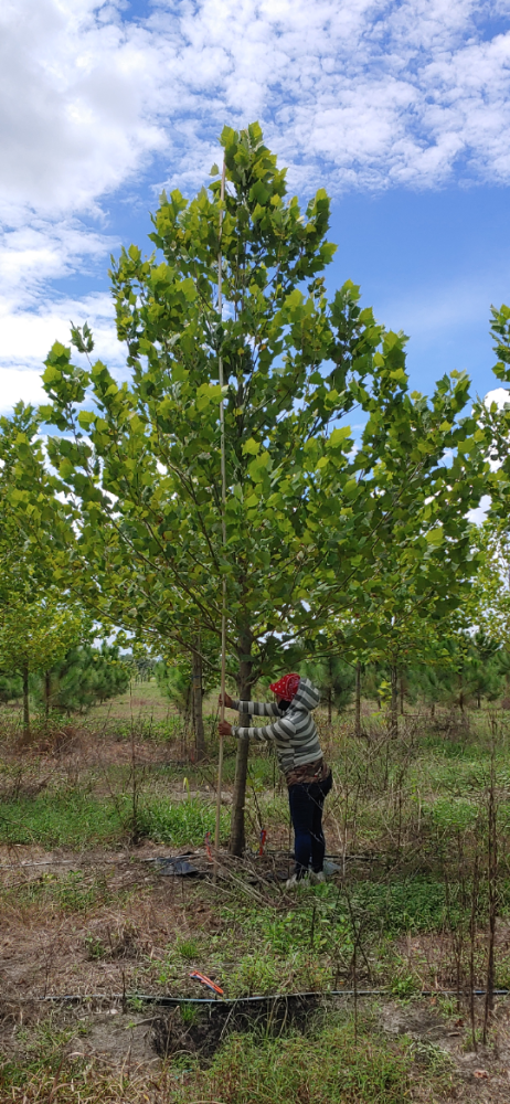 platanus-occidentalis-american-sycamore-texas-sycamore-plane-tree