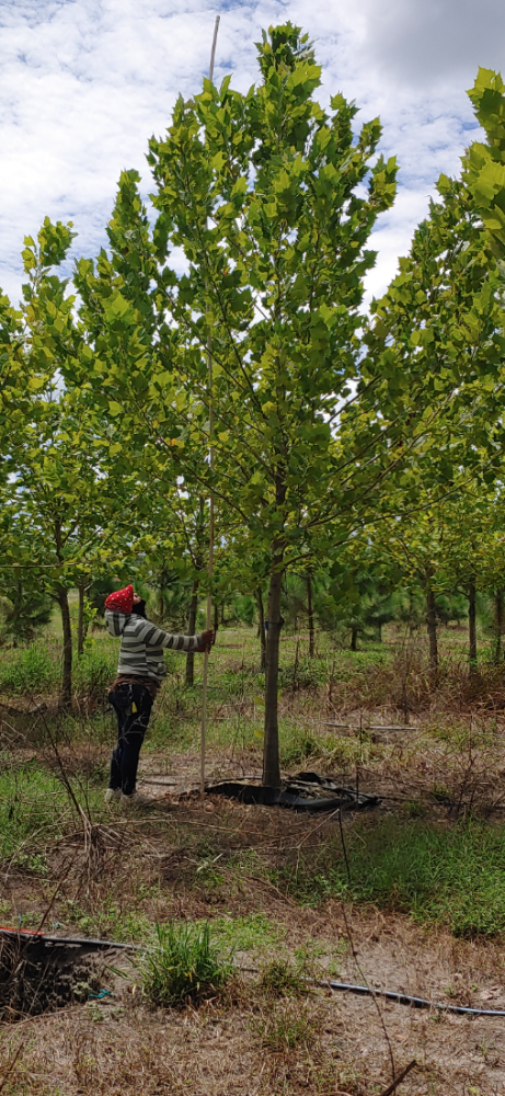 platanus-occidentalis-american-sycamore-texas-sycamore-plane-tree